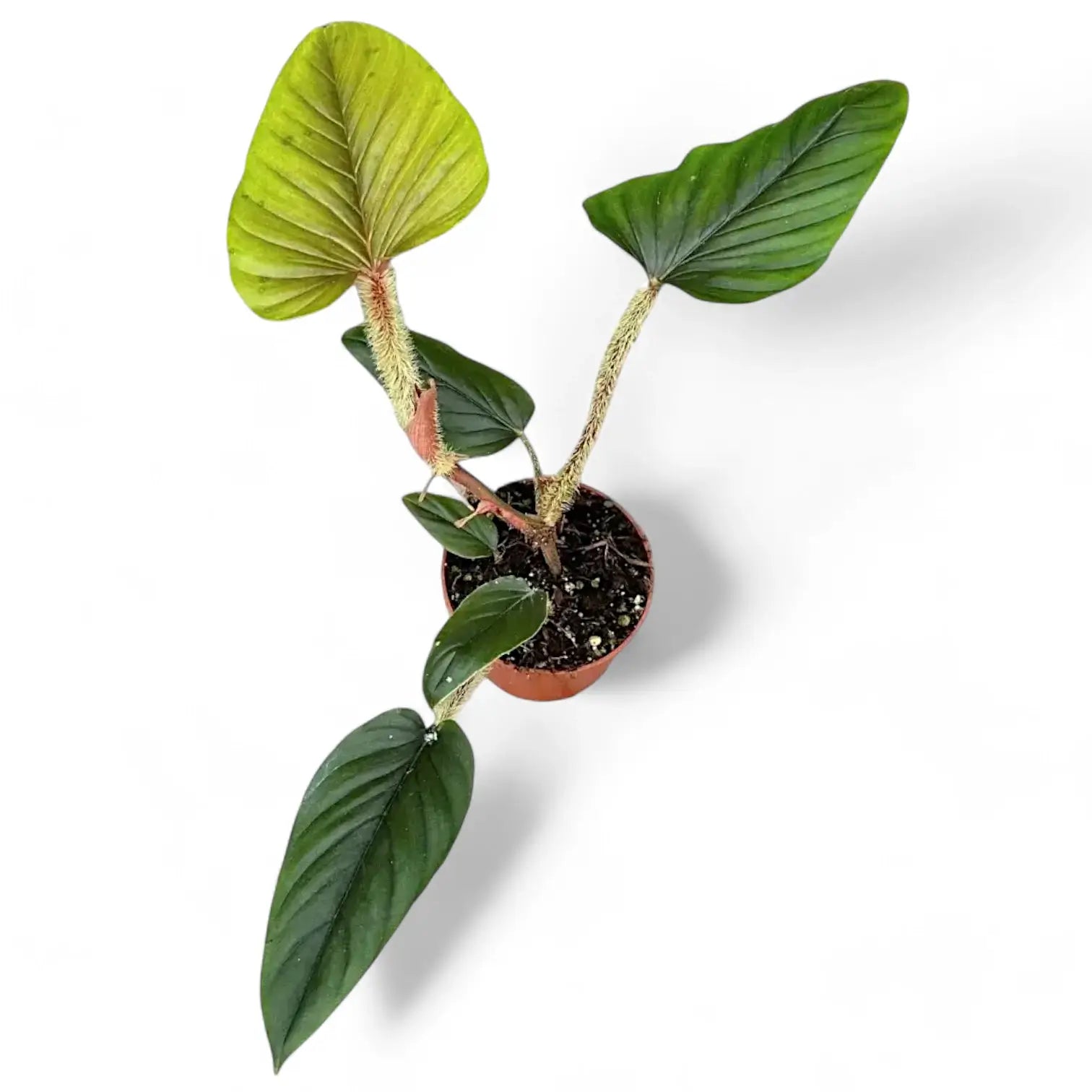 Philodendron serpens potted plant in nursery pot on white background.