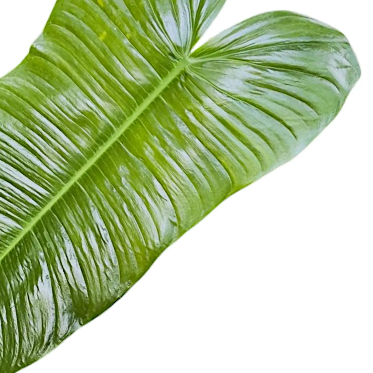Philodendron sharoniae leaf detail on white background.