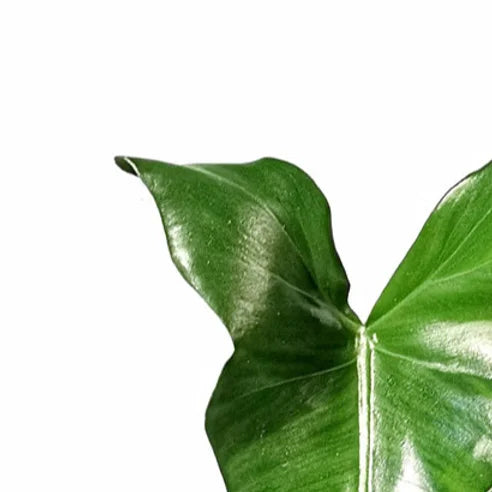 Philodendron simmondsii leaf detail on white background.