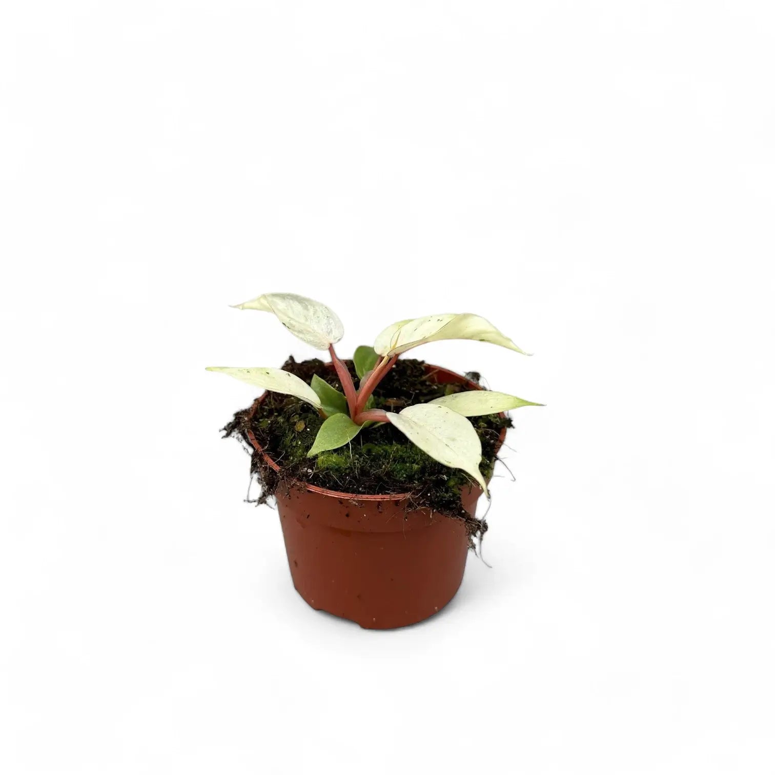 Philodendron 'Snowdrift' potted plant in nursery pot on white background.