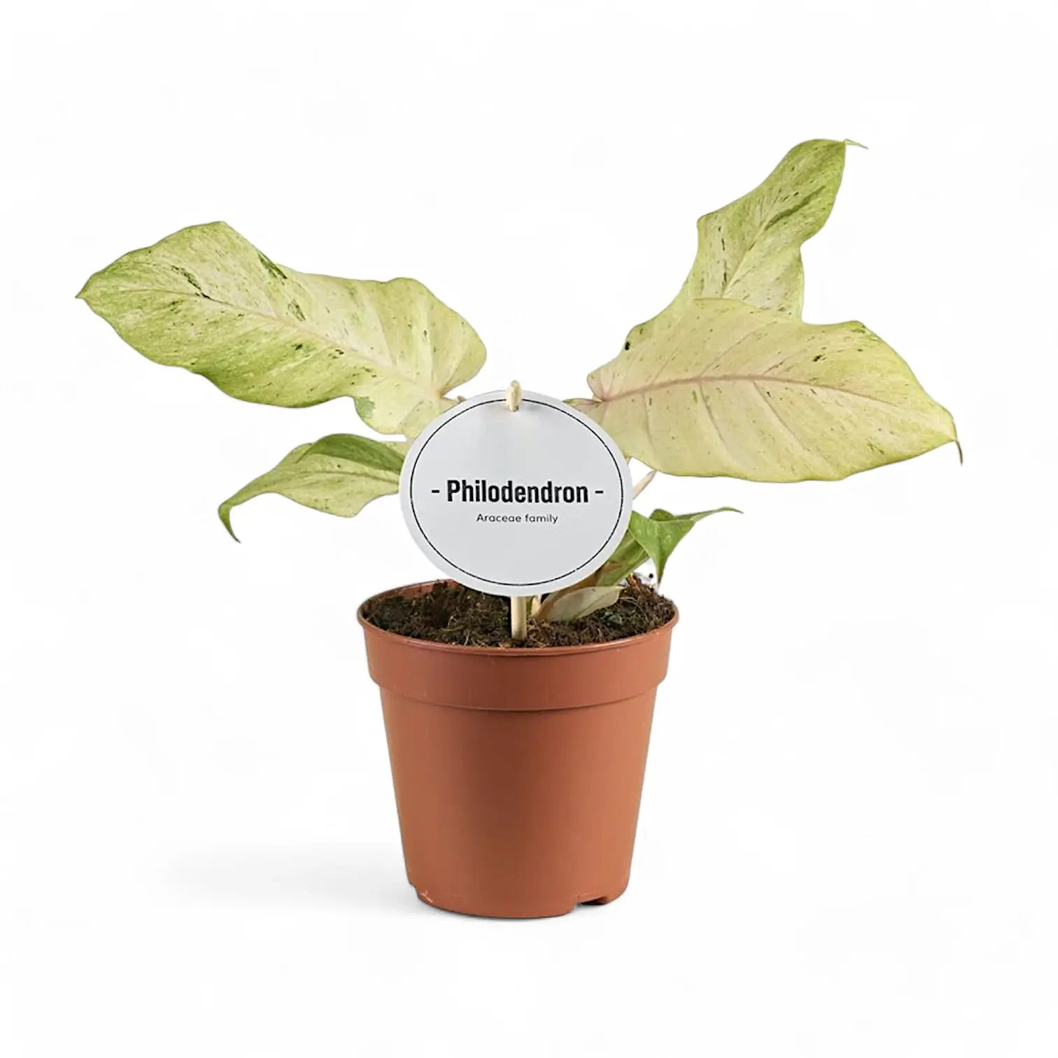 Philodendron 'Snowdrift' potted plant in nursery pot on white background.