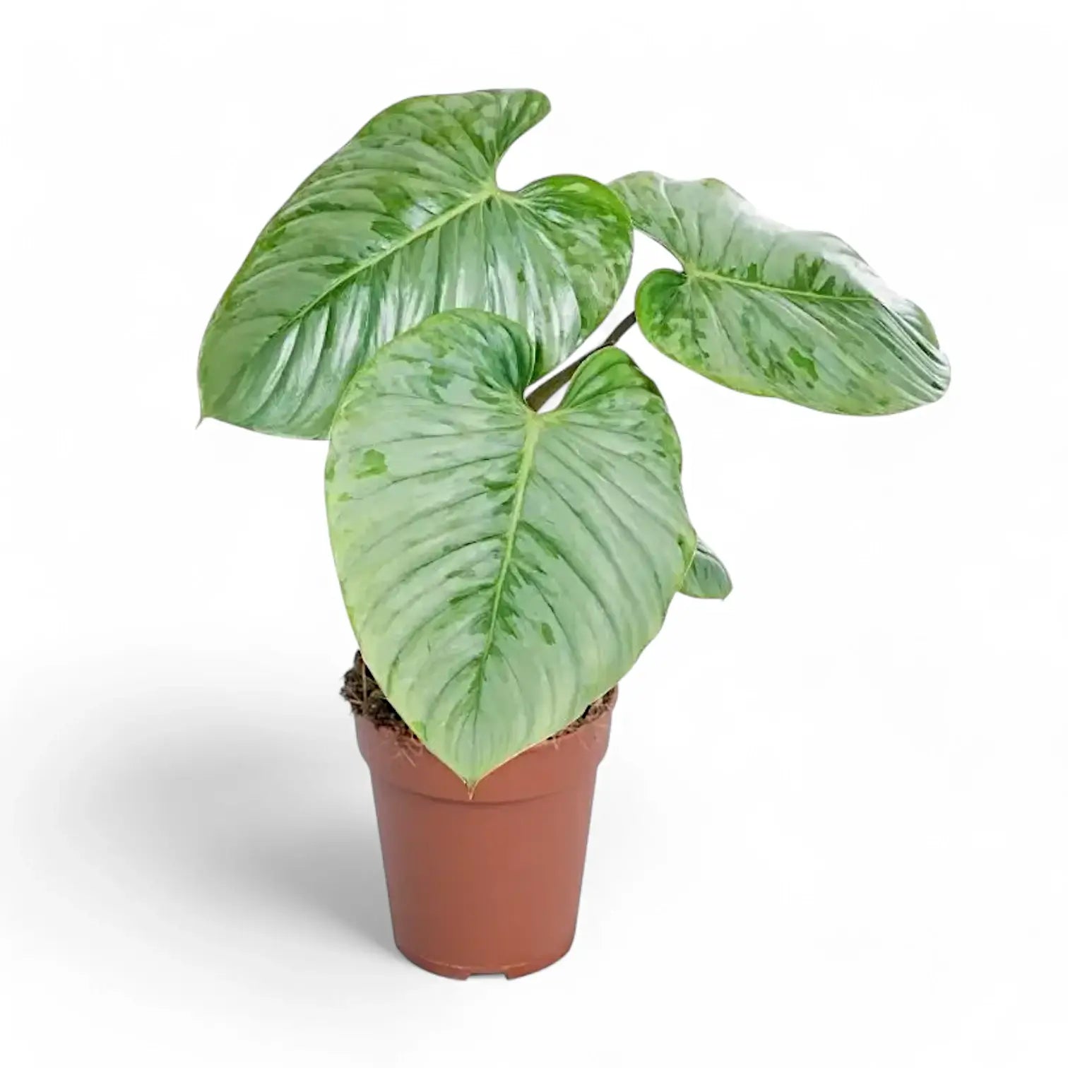 Philodendron sodiroi – Topfpflanze im Kulturtopf vor weißem Hintergrund, Produktfoto 9.