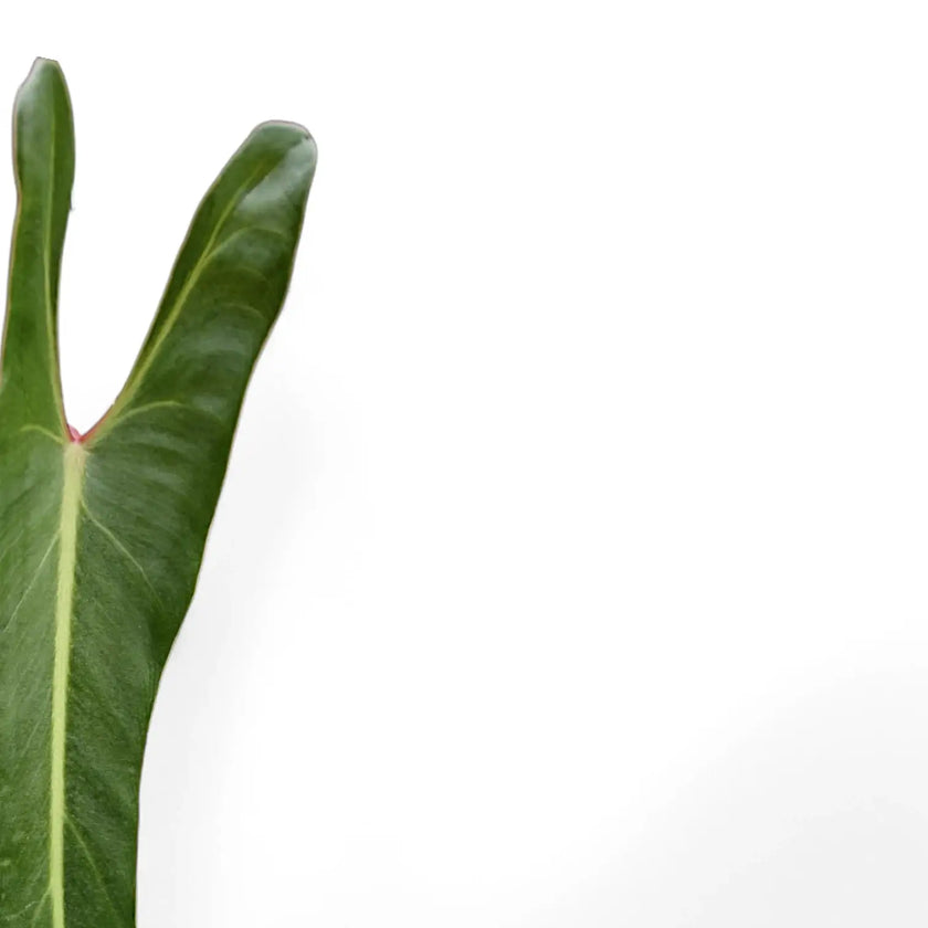 Philodendron spiritus-sancti – Blattdetail vor weißem Hintergrund..