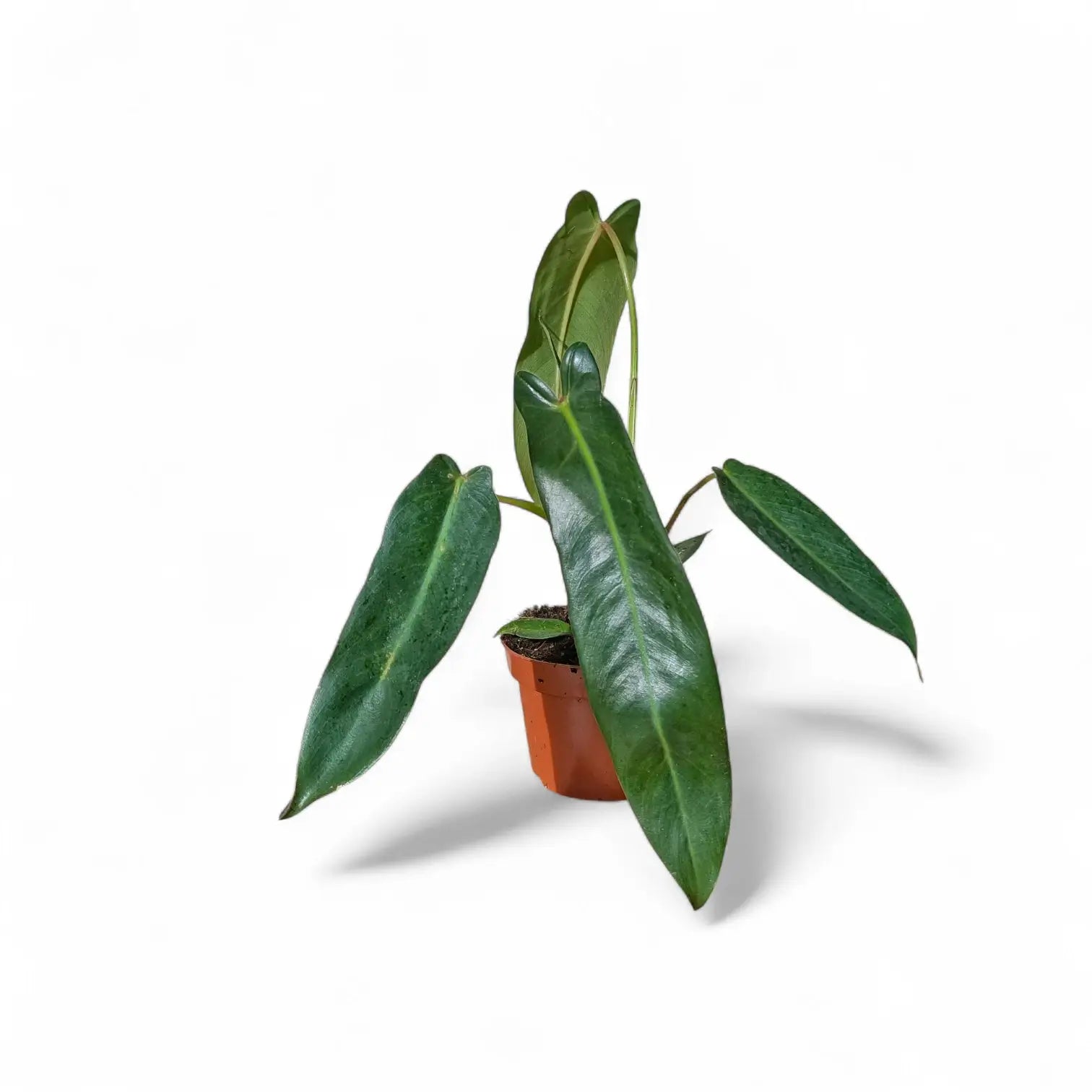 Philodendron spiritus-sancti als Topfpflanze im Kulturtopf vor weißem Hintergrund, Produktfoto 4.