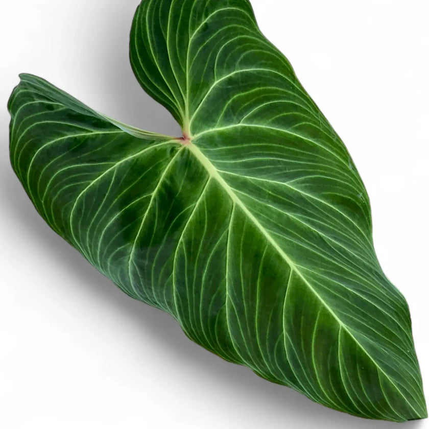 Philodendron 'Splendid' (verrucosum x melanochrysum) – Blattdetail vor weißem Hintergrund..