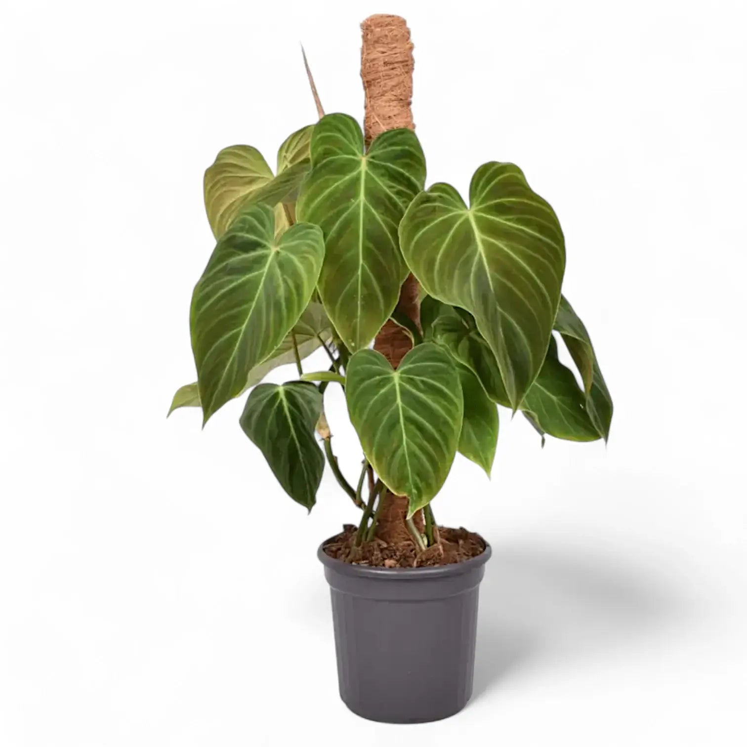 Philodendron 'Splendid' (verrucosum x melanochrysum) potted plant in nursery pot on white background.