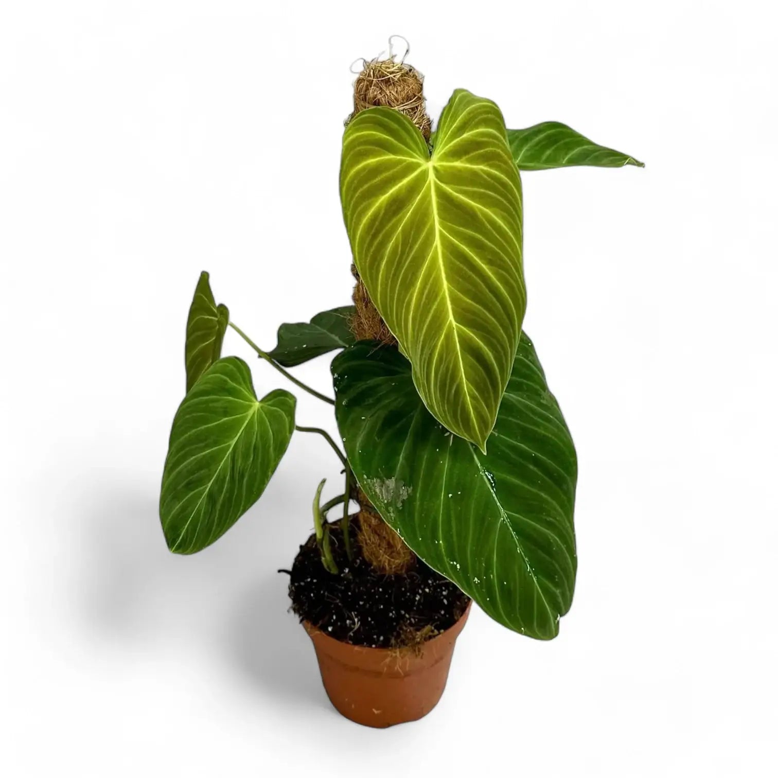 Philodendron 'Splendid' (verrucosum x melanochrysum) potted plant in nursery pot on white background.