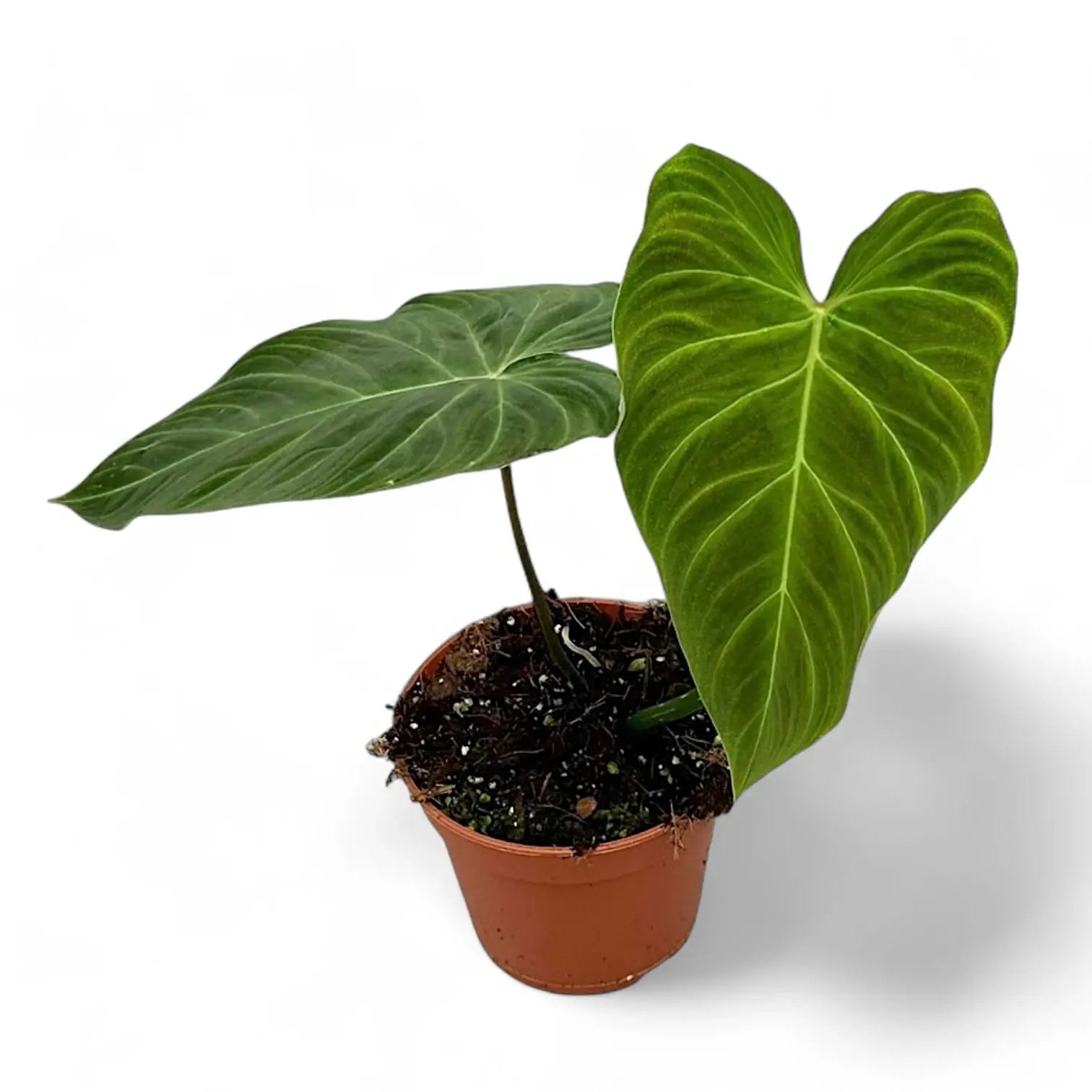 Philodendron 'Splendid' (verrucosum x melanochrysum) potted plant in nursery pot on white background.