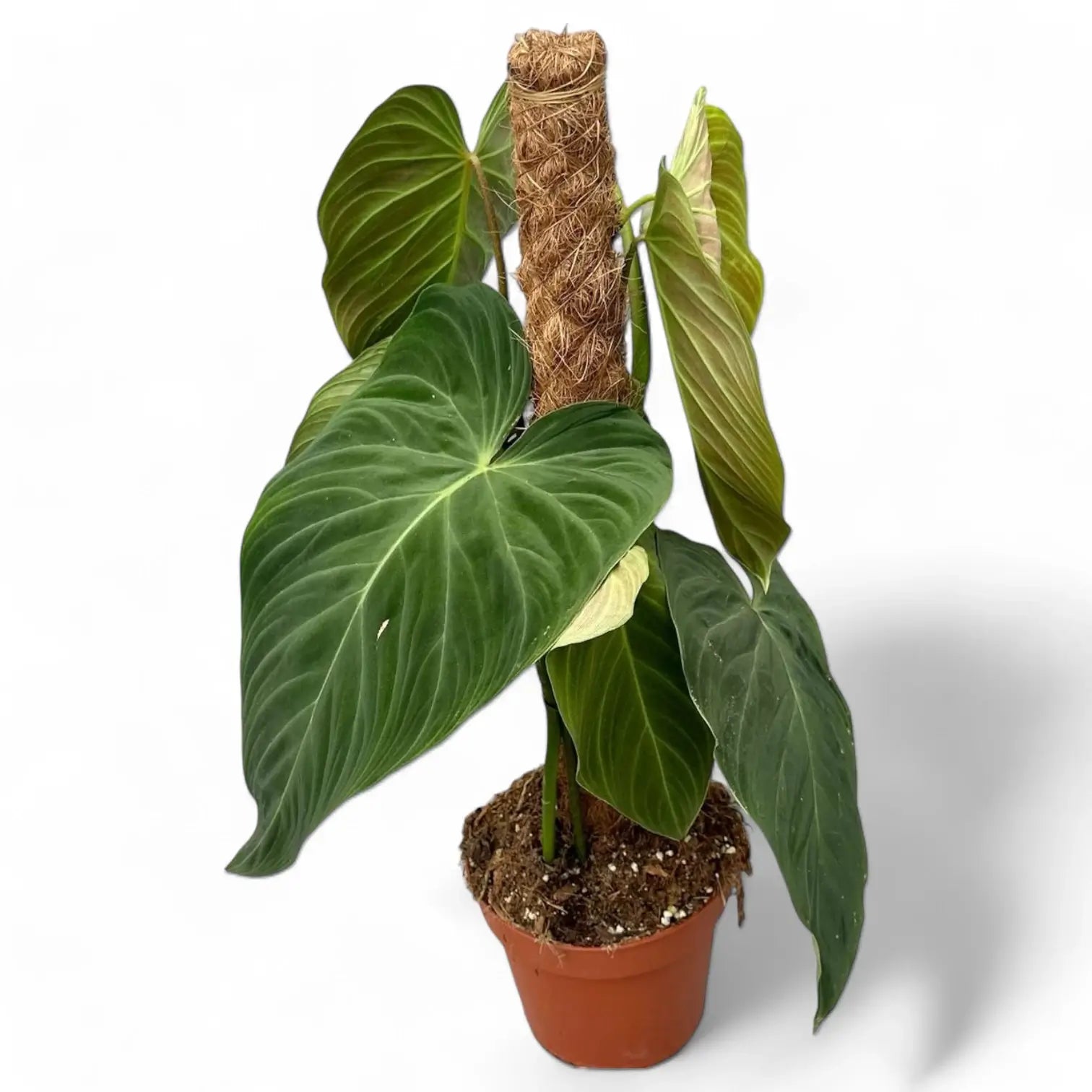 Philodendron 'Splendid' (verrucosum x melanochrysum) potted plant in nursery pot on white background.