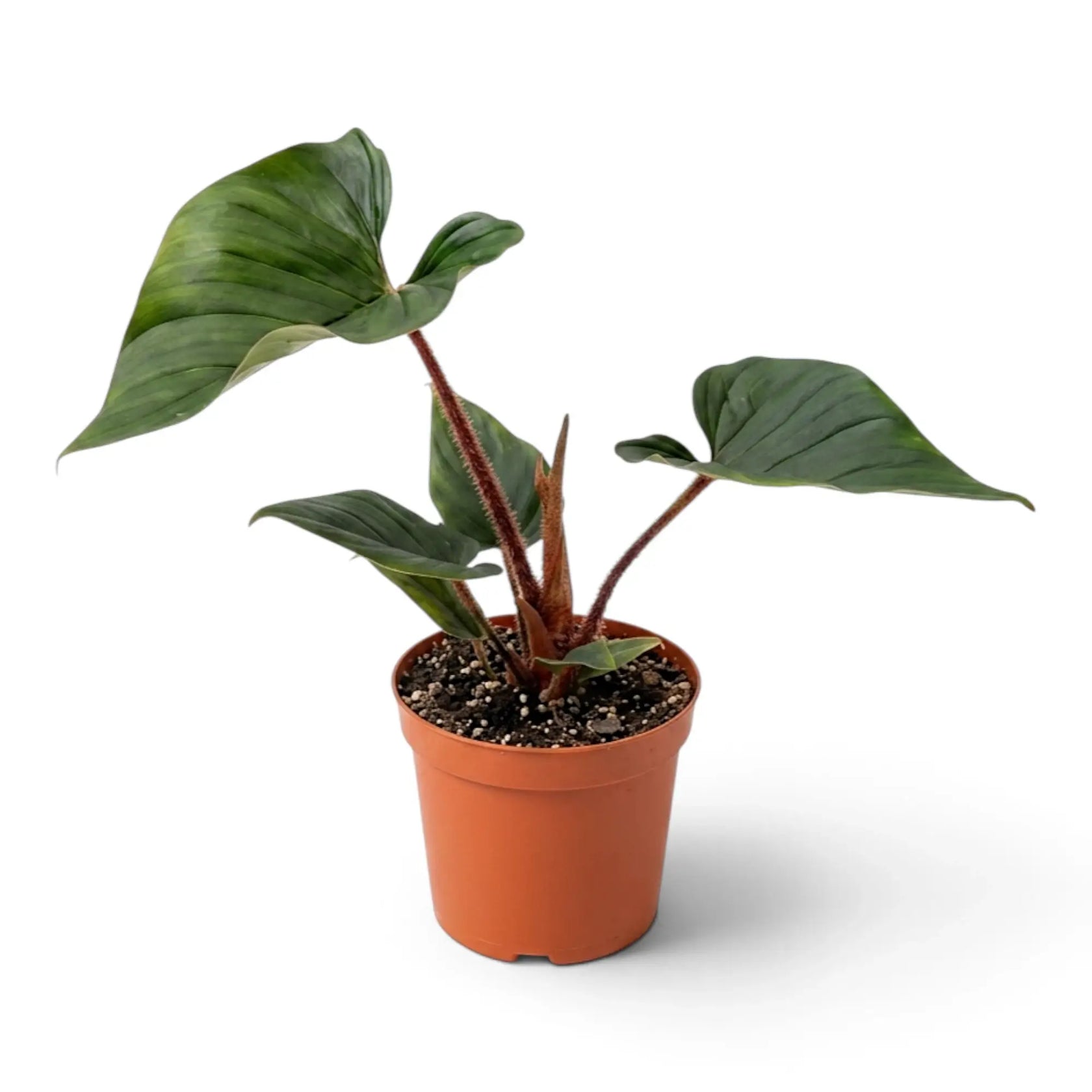 Mittelgroßer Philodendron squamicaule im Kulturtopf mit strukturierten grünen Blättern und rotbraunen schuppigen Blattstielen