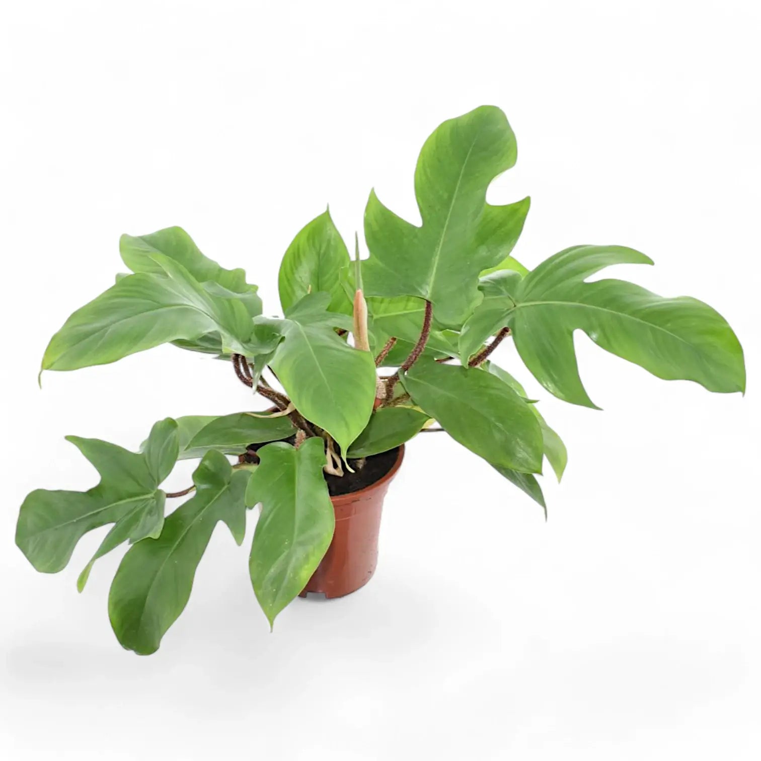 Philodendron squamiferum potted plant in nursery pot on white background.