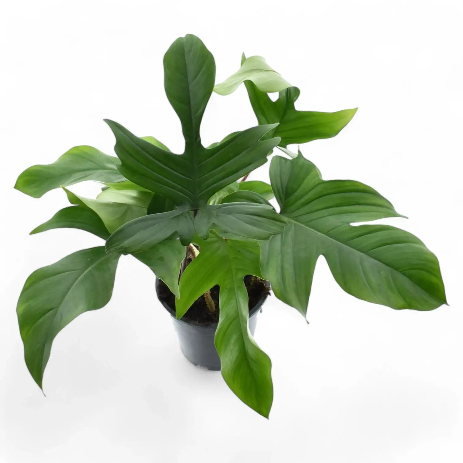 Philodendron squamiferum potted plant in nursery pot on white background.