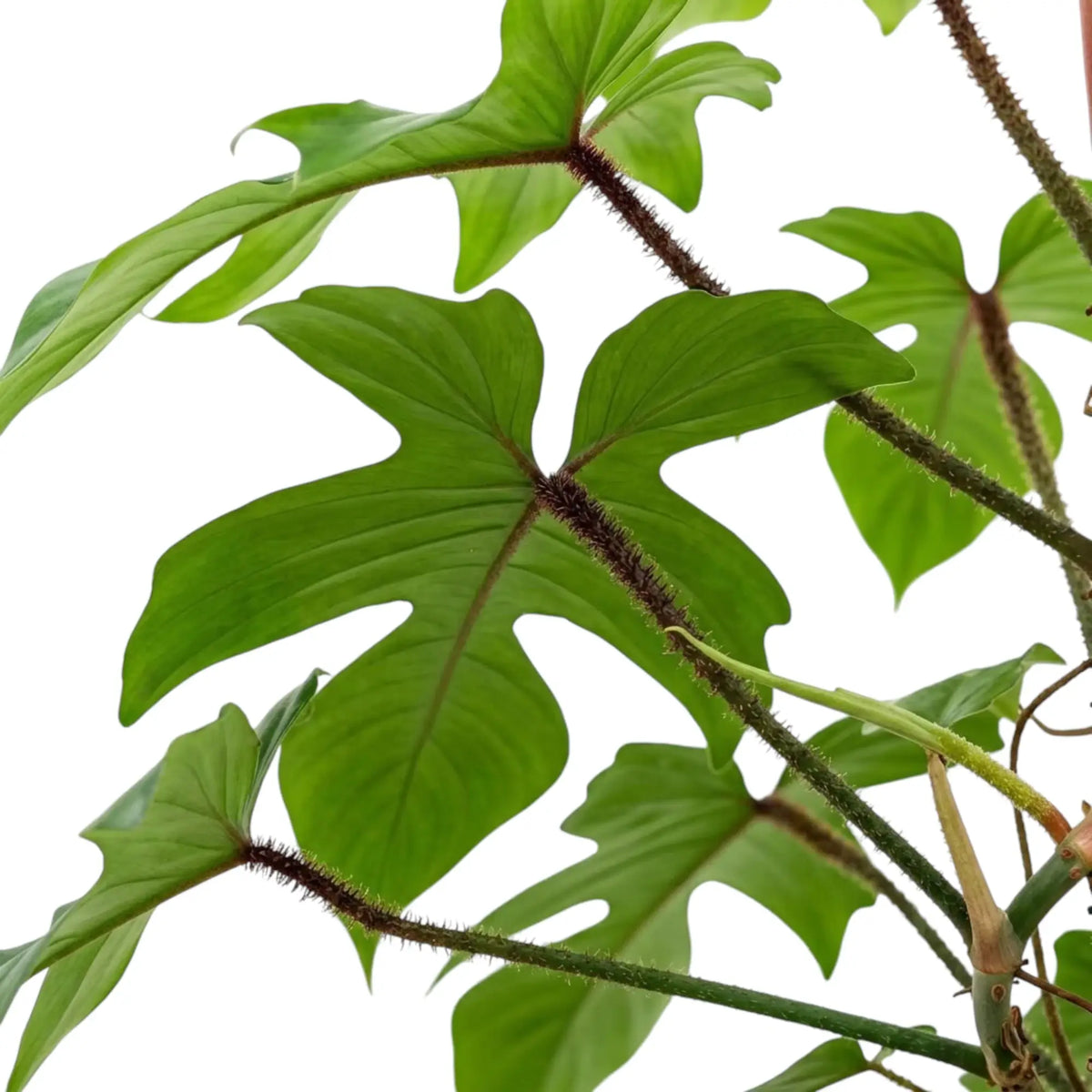 Philodendron squamiferum foliage close-up with green leaves and red bristled leaf stalks.