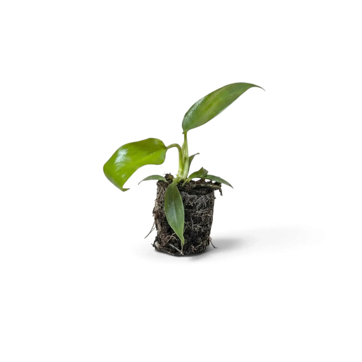 Starter Philodendron squamiferum with green leaves and red bristled leaf stalks in a nursery pot.