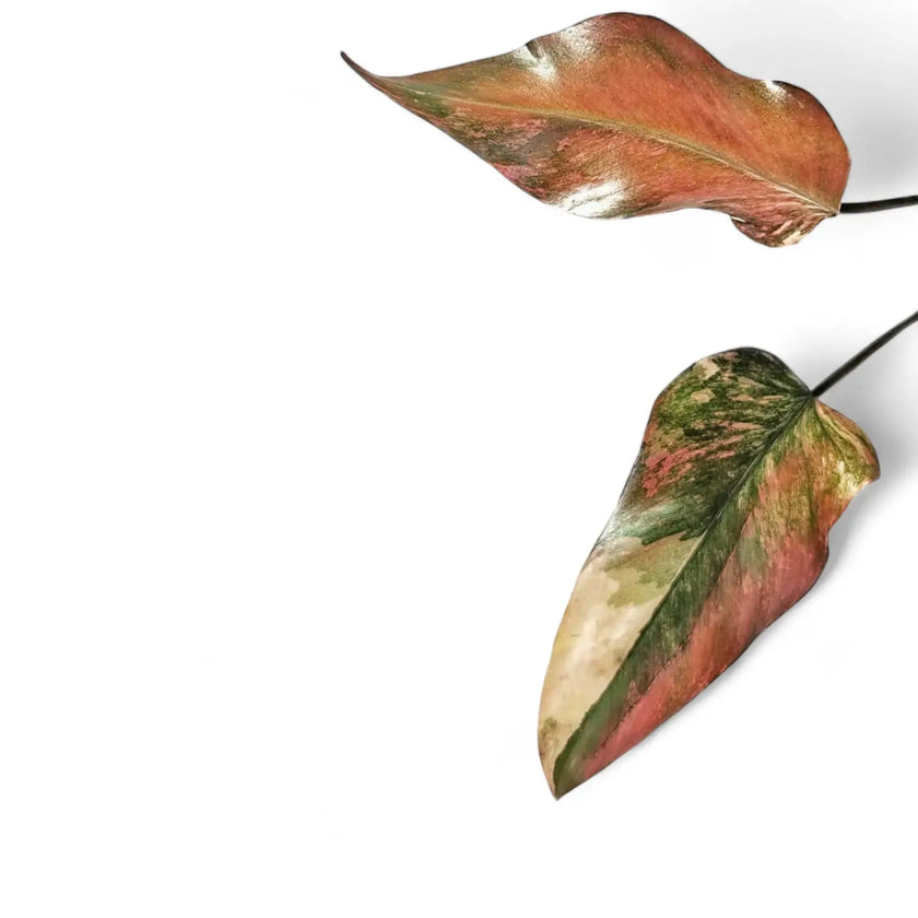 Philodendron 'Strawberry shake' ('Red Emerald' variegata) leaf detail on white background.