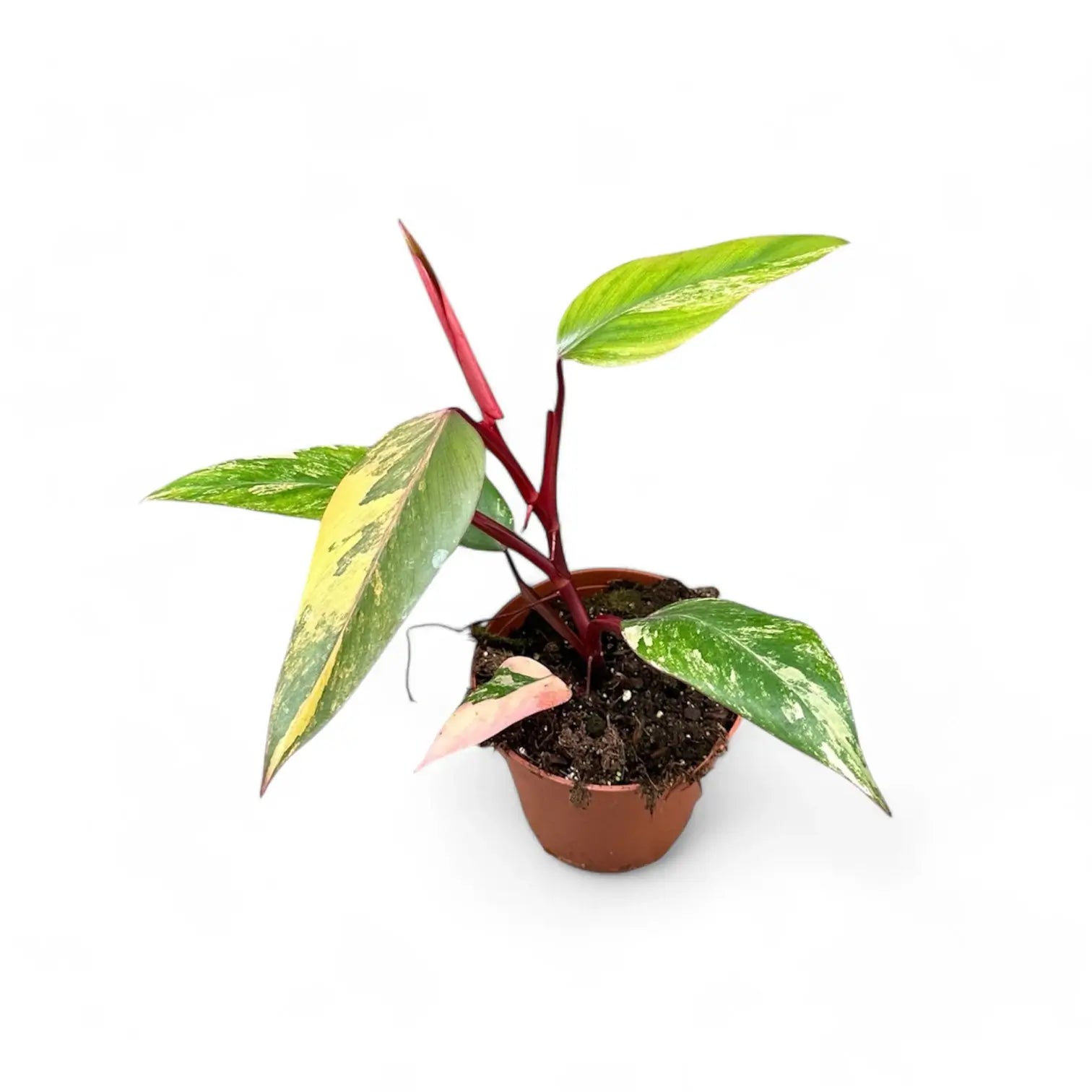 Philodendron 'Strawberry shake' ('Red Emerald' variegata) Zimmerpflanze im Anzuchttopf vor weißem Hintergrund, Produktfoto 2.