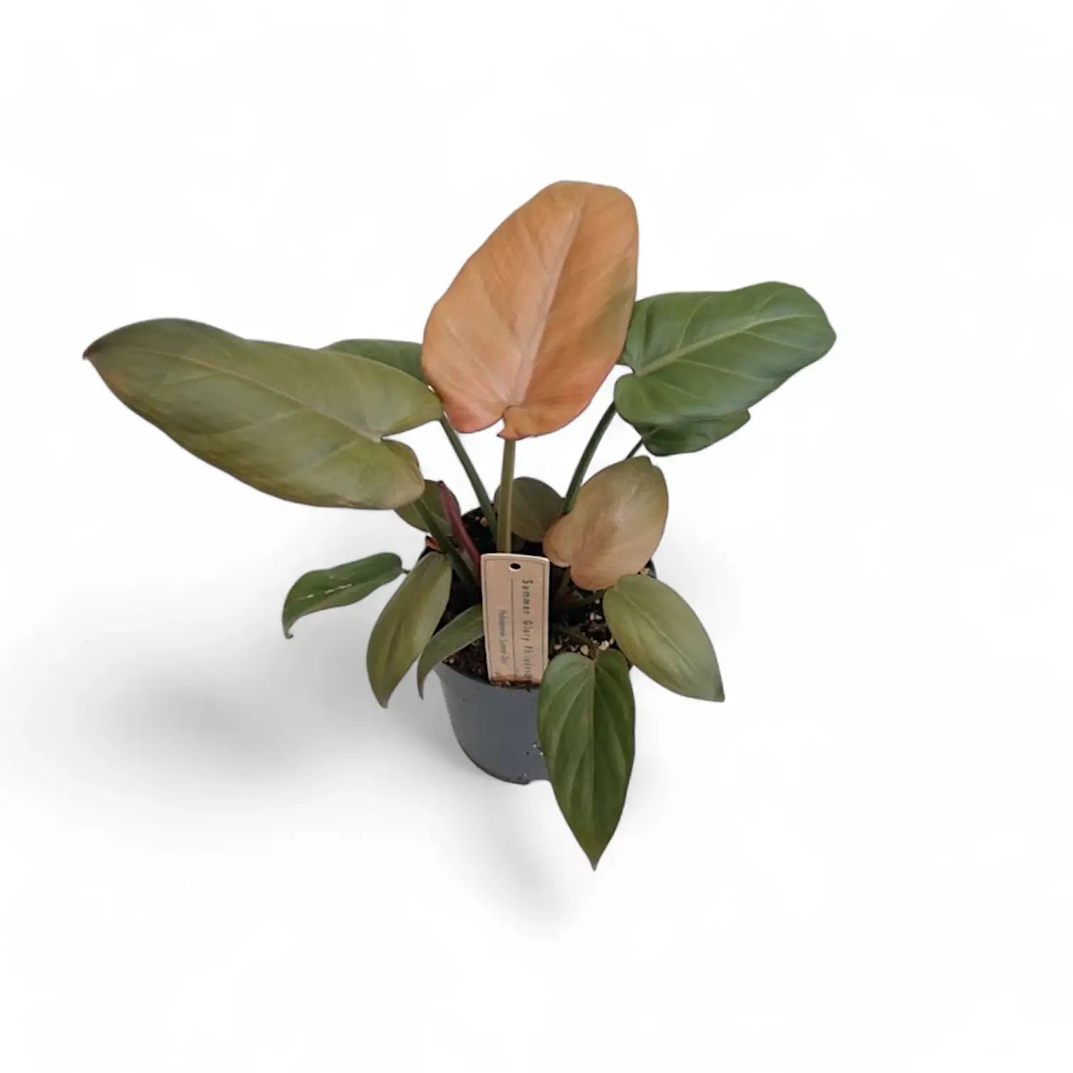 Philodendron 'Summer Glory' (gloriosum x 'McColley's Finale'x) potted plant in nursery pot on white background.