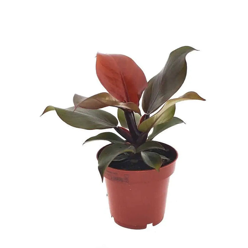 Philodendron 'Sunlight' potted plant in nursery pot on white background.