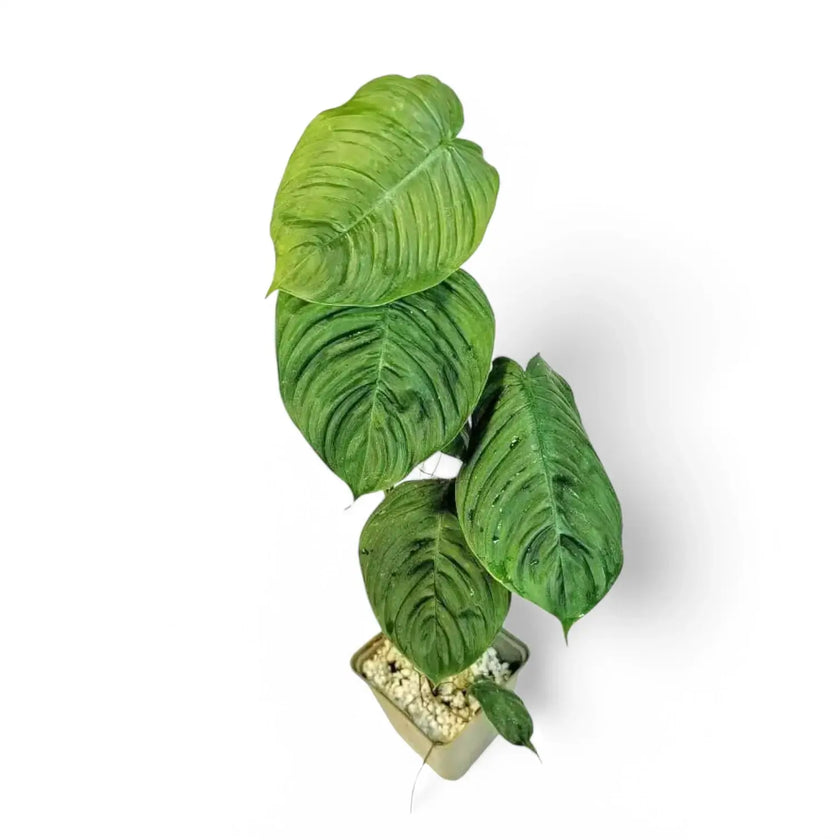 Philodendron tenue aff Zimmerpflanze im Anzuchttopf vor weißem Hintergrund, Produktfoto 2.