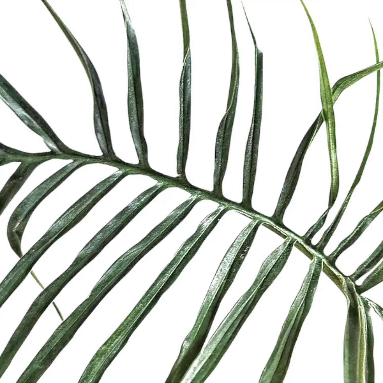 Philodendron tortum – Topfpflanze im Kulturtopf vor weißem Hintergrund, Produktfoto 4.