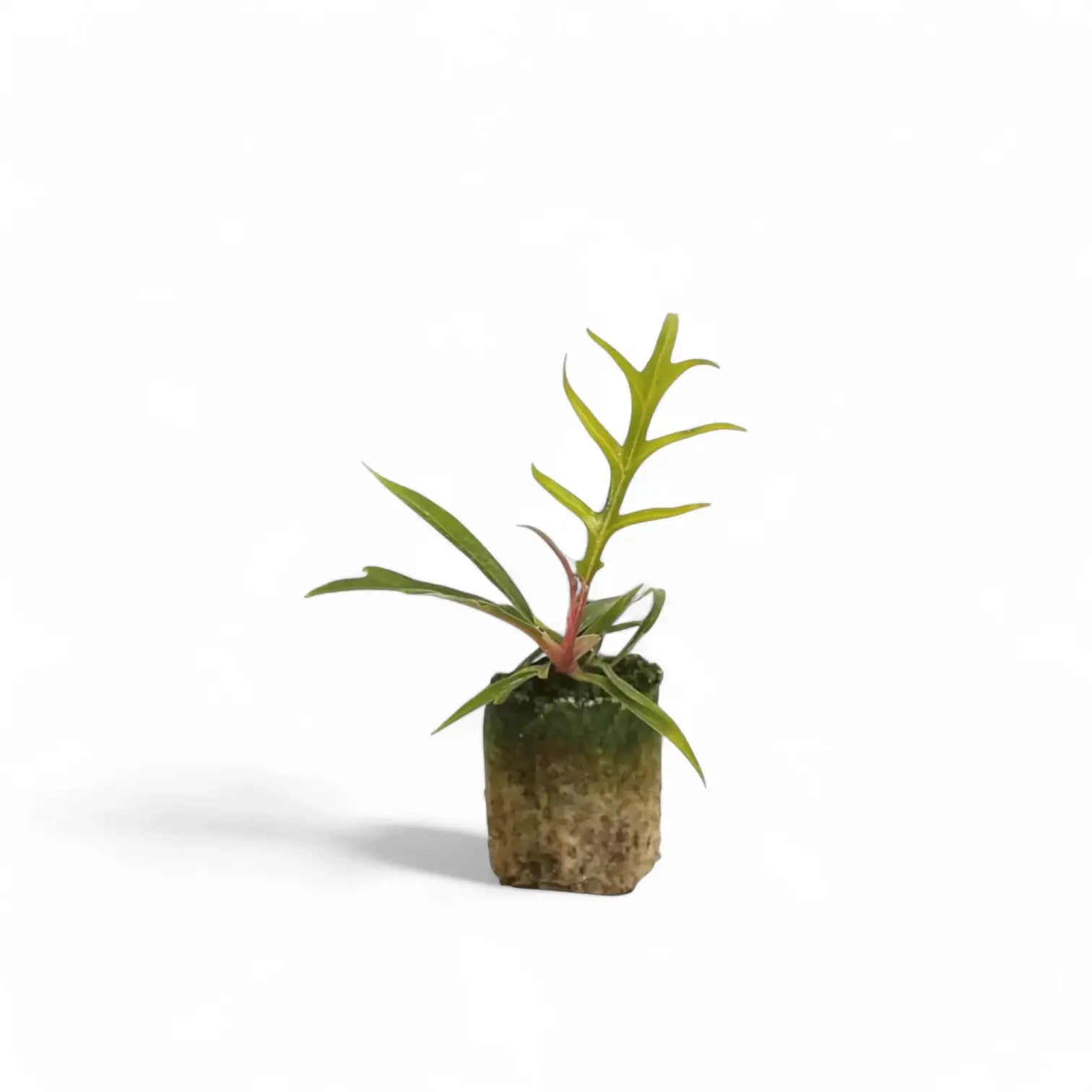Philodendron tortum – Topfpflanze im Kulturtopf vor weißem Hintergrund, Produktfoto 5.