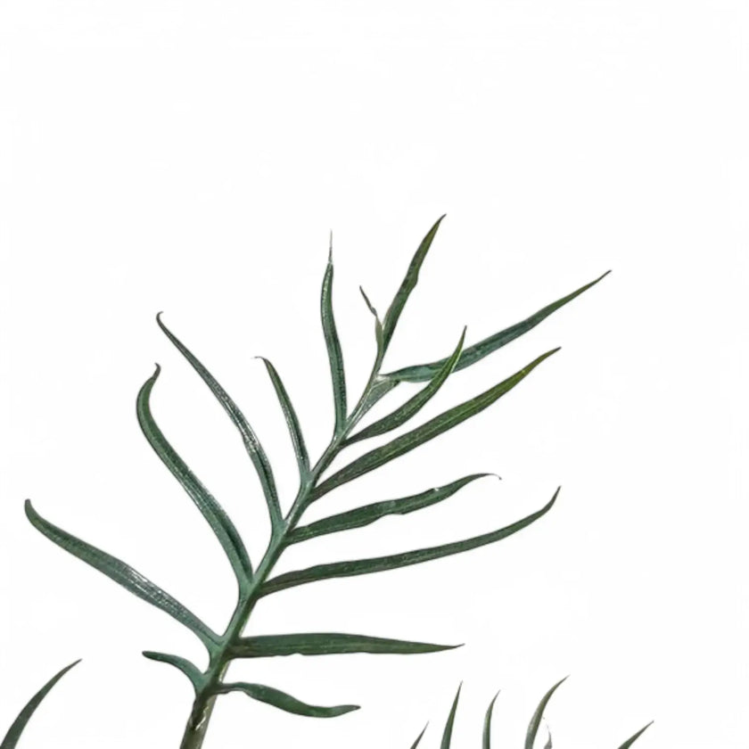 Philodendron tortum 'Thai Dwarf' – Blattdetail vor weißem Hintergrund..