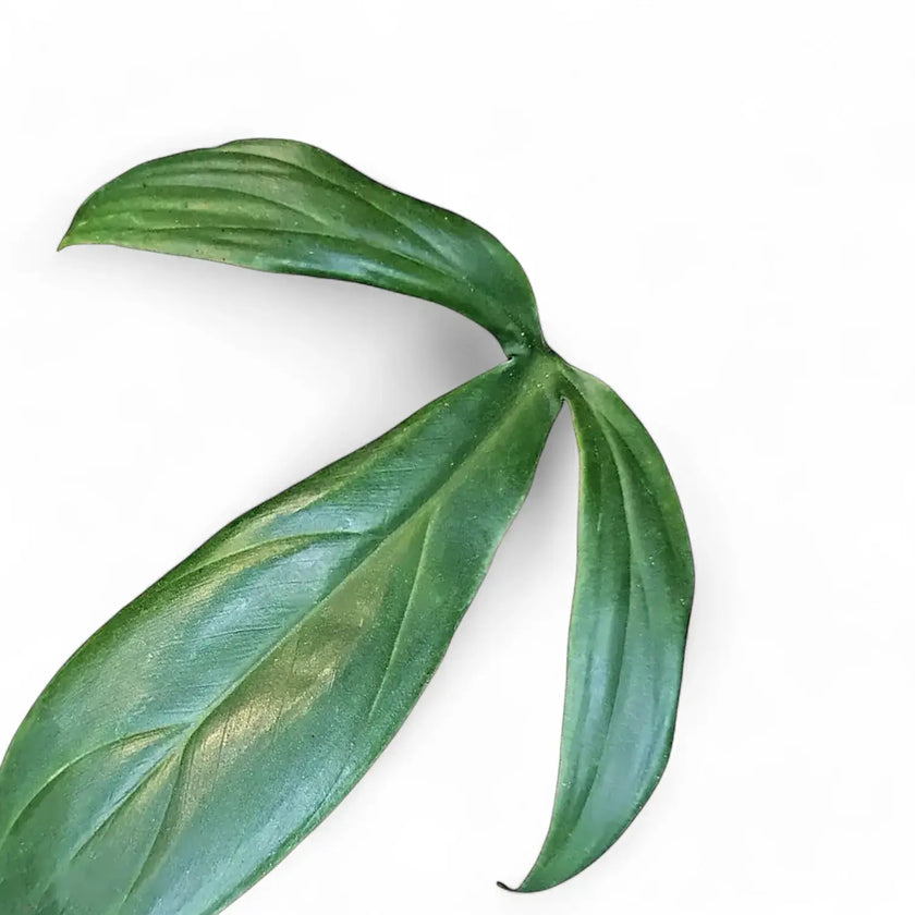 Philodendron tripartitum – Blattdetail vor weißem Hintergrund..