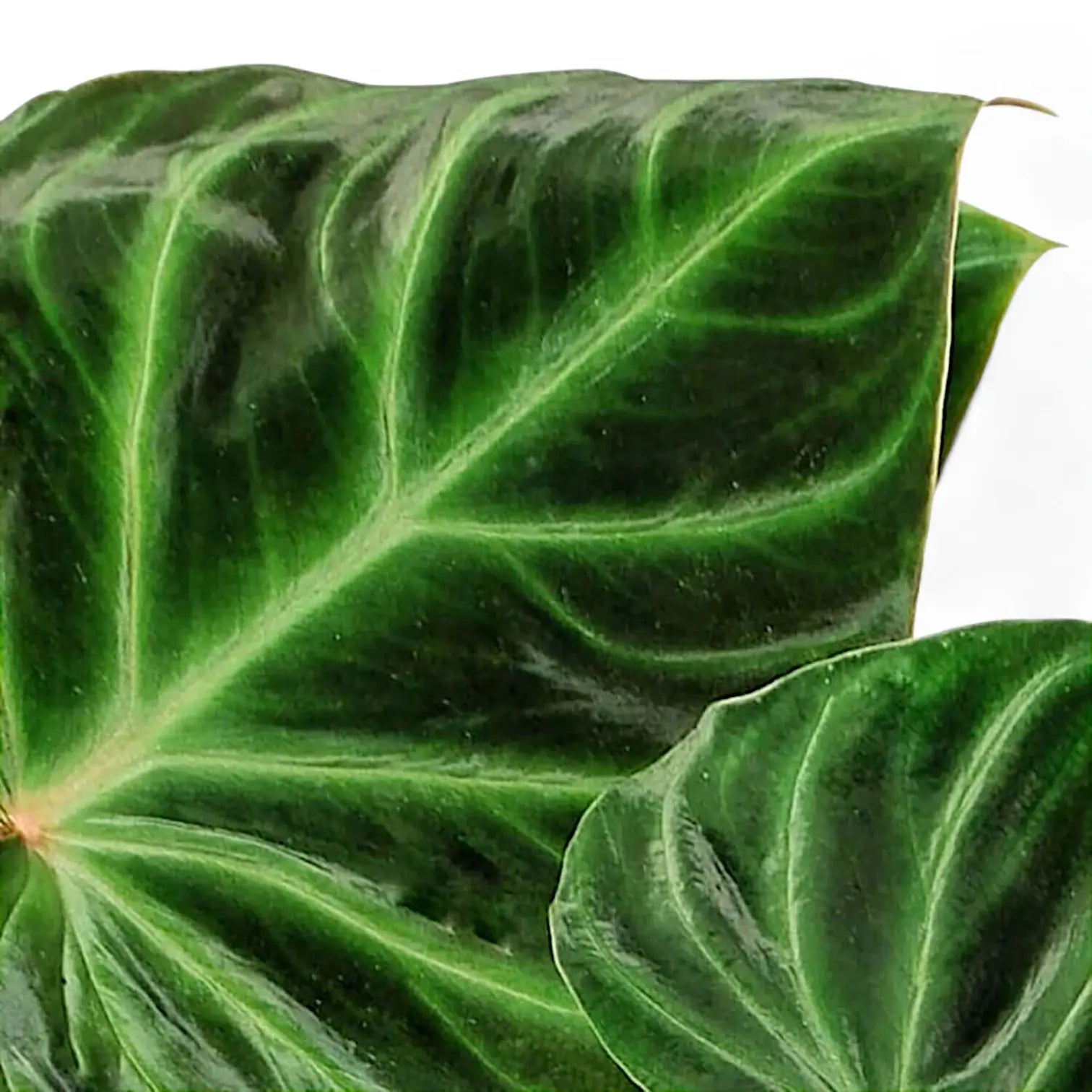 Philodendron verrucosum close-up of leaf on white background.