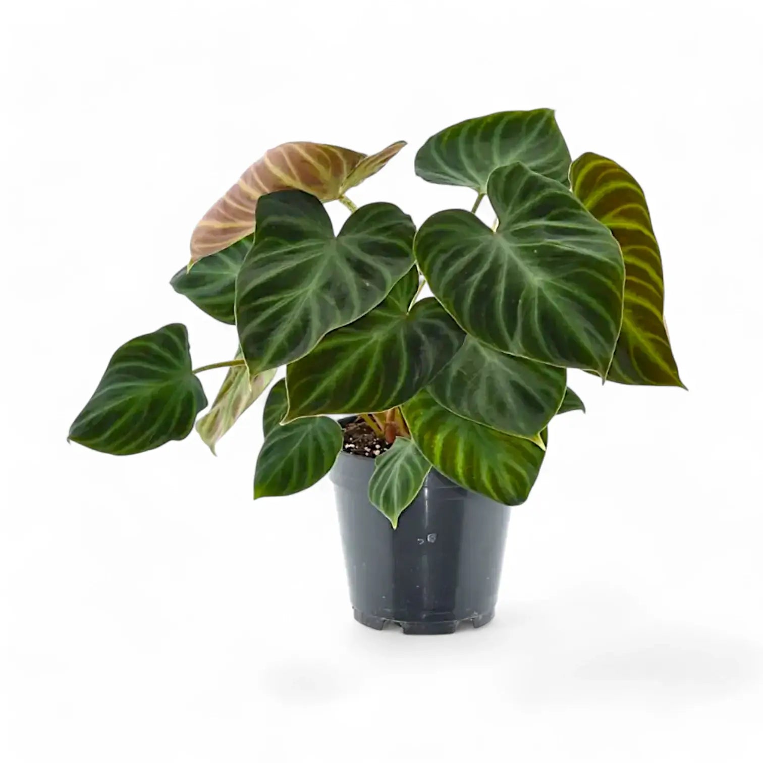 Philodendron verrucosum potted plant in nursery pot on white background.