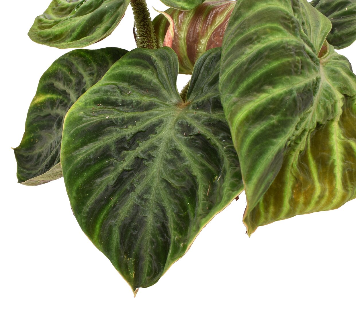 Philodendron verrucosum potted plant in nursery pot on white background.