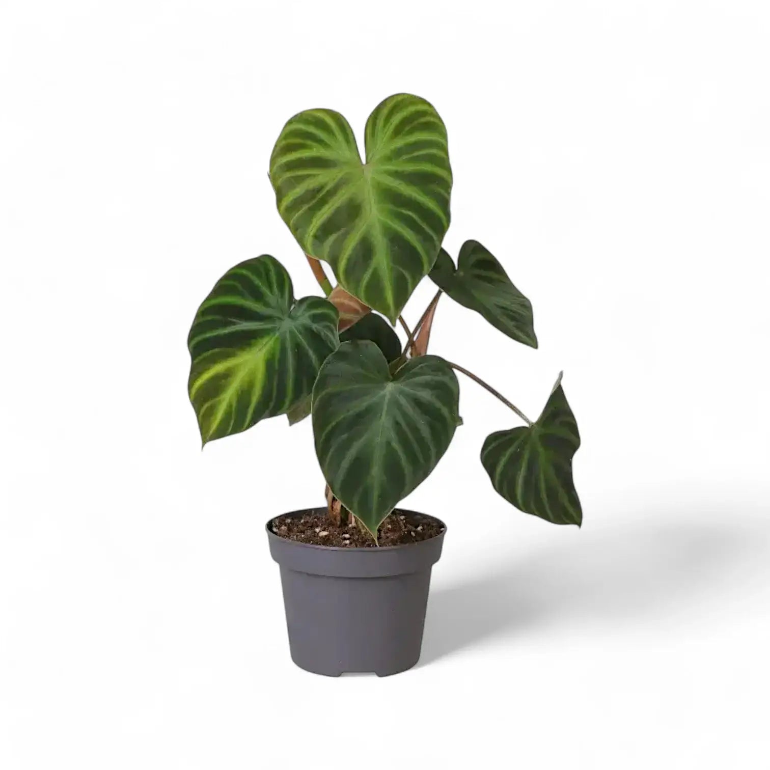Philodendron verrucosum potted plant in nursery pot on white background.