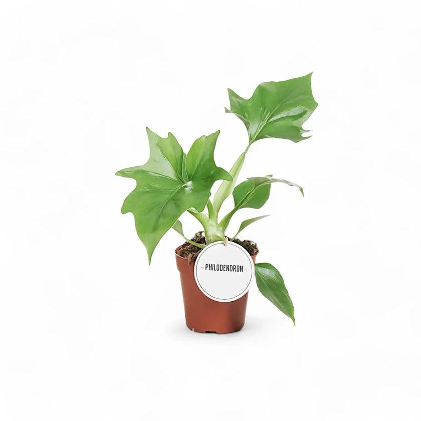 Philodendron warszewiczii potted plant in nursery pot on white background.