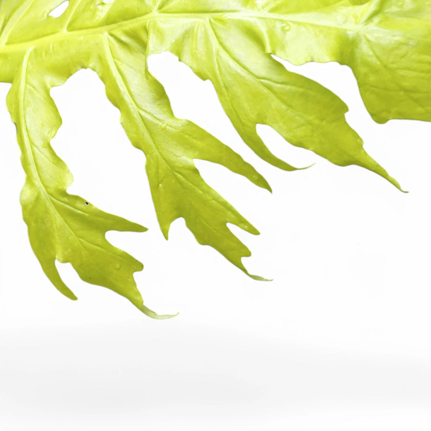 Philodendron warszewiczii 'Flavum' ('Aurea') leaf detail on white background.