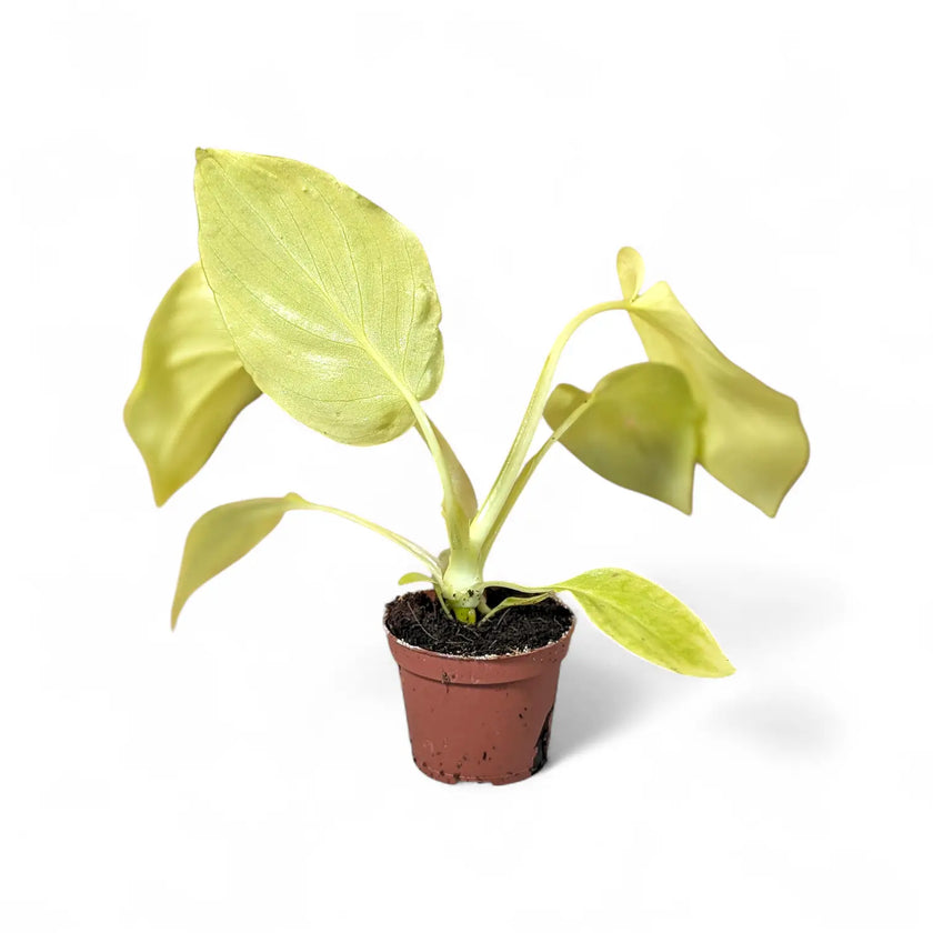 Philodendron warszewiczii 'Flavum' ('Aurea') potted plant in nursery pot on white background.
