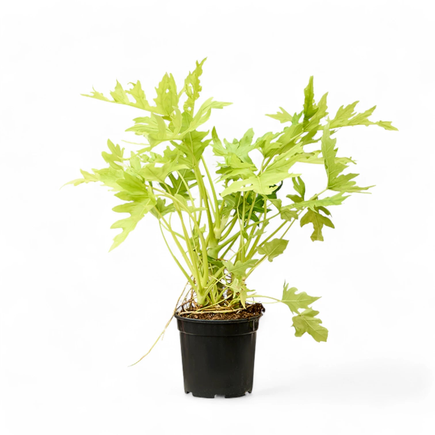 Philodendron warszewiczii 'Flavum' ('Aurea') potted plant in nursery pot on white background.