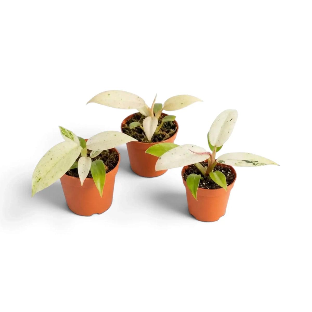 Young Philodendron ‘Whipple Way’ with narrow green leaves variegated cream and mint in a nursery pot.