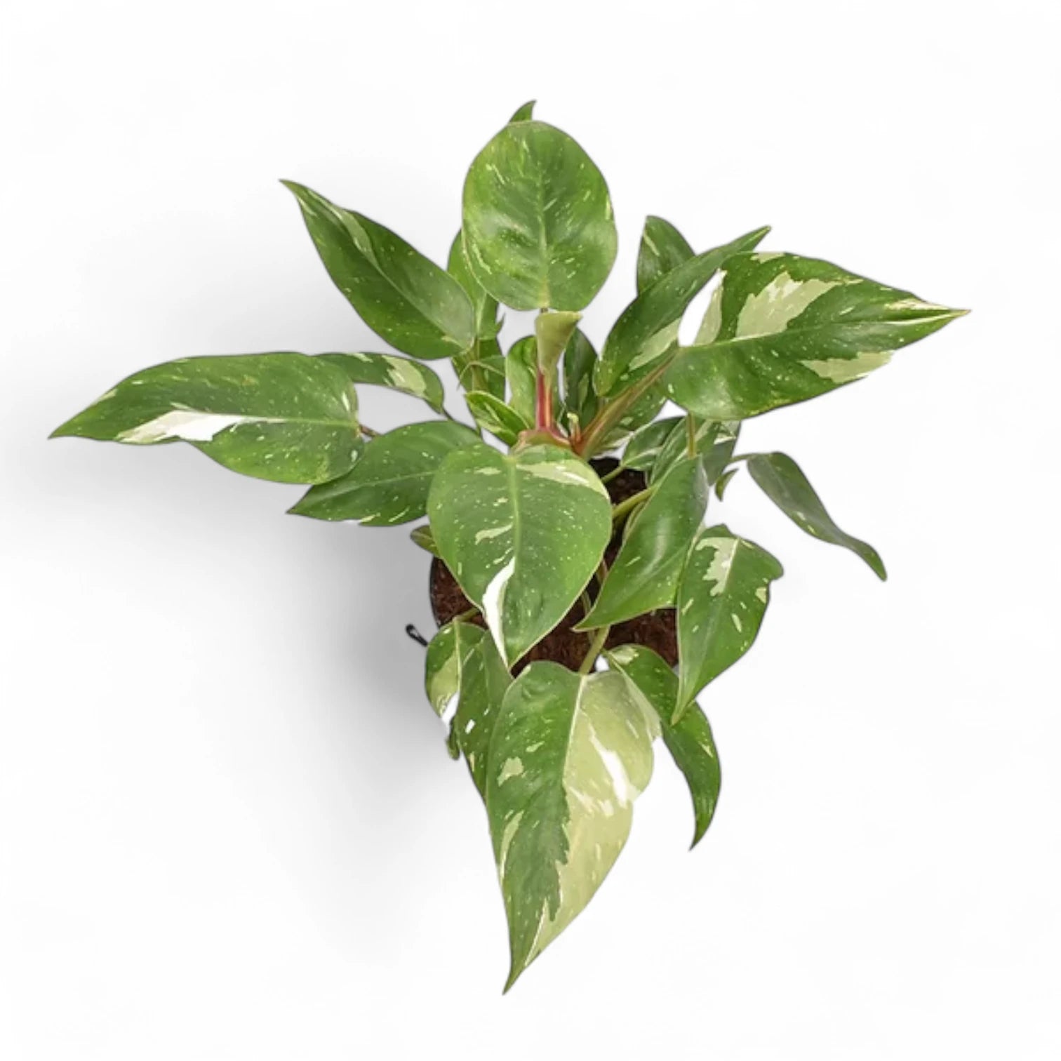 Philodendron 'White Princess' – Topfpflanze im Kulturtopf vor weißem Hintergrund, Produktfoto 14.