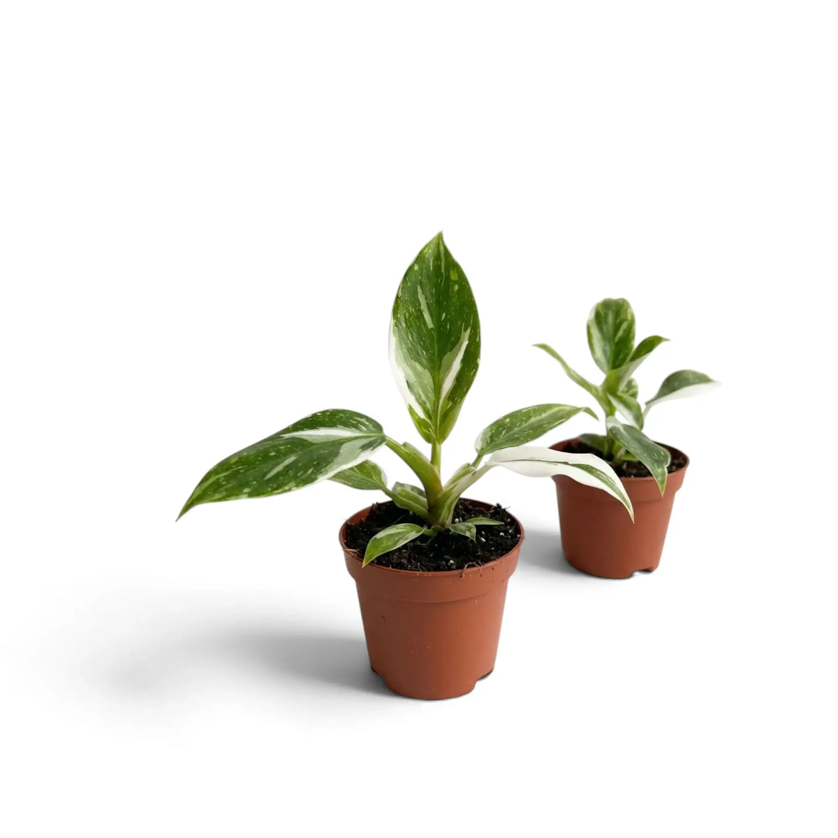 Zwei junge Philodendron 'White Princess' in braunen Töpfen mit unterschiedlich weiß gezeichneten Blättern