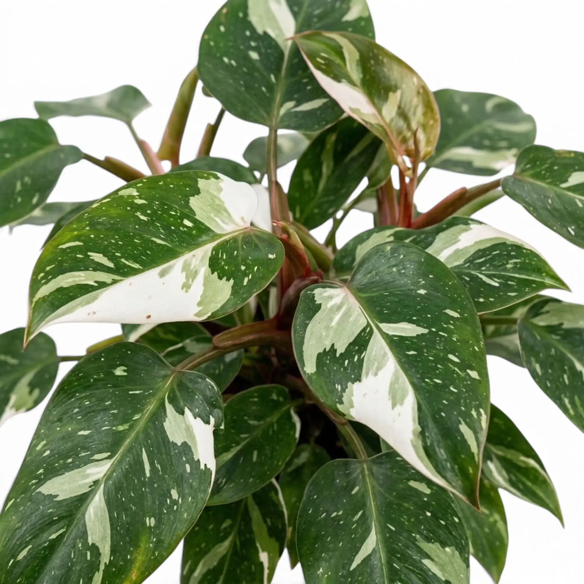 Blattwerk des Philodendron 'White Princess' mit weißen Flecken auf dunkelgrünen Blättern und rötlichen Blattstielen