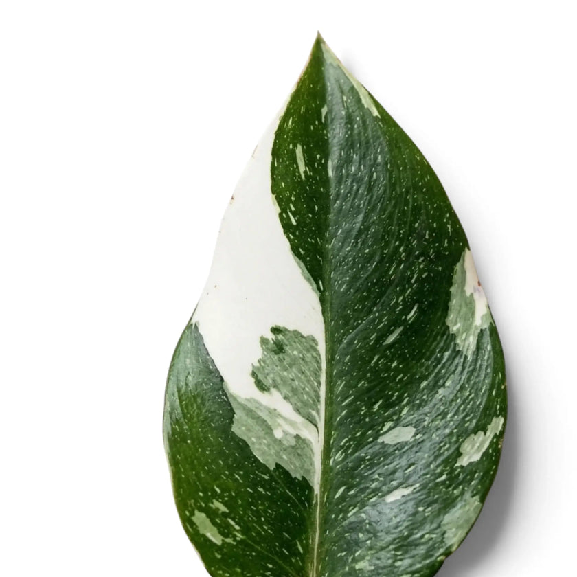 Single Philodendron 'White Princess' leaf with a broad white patch and green marbling