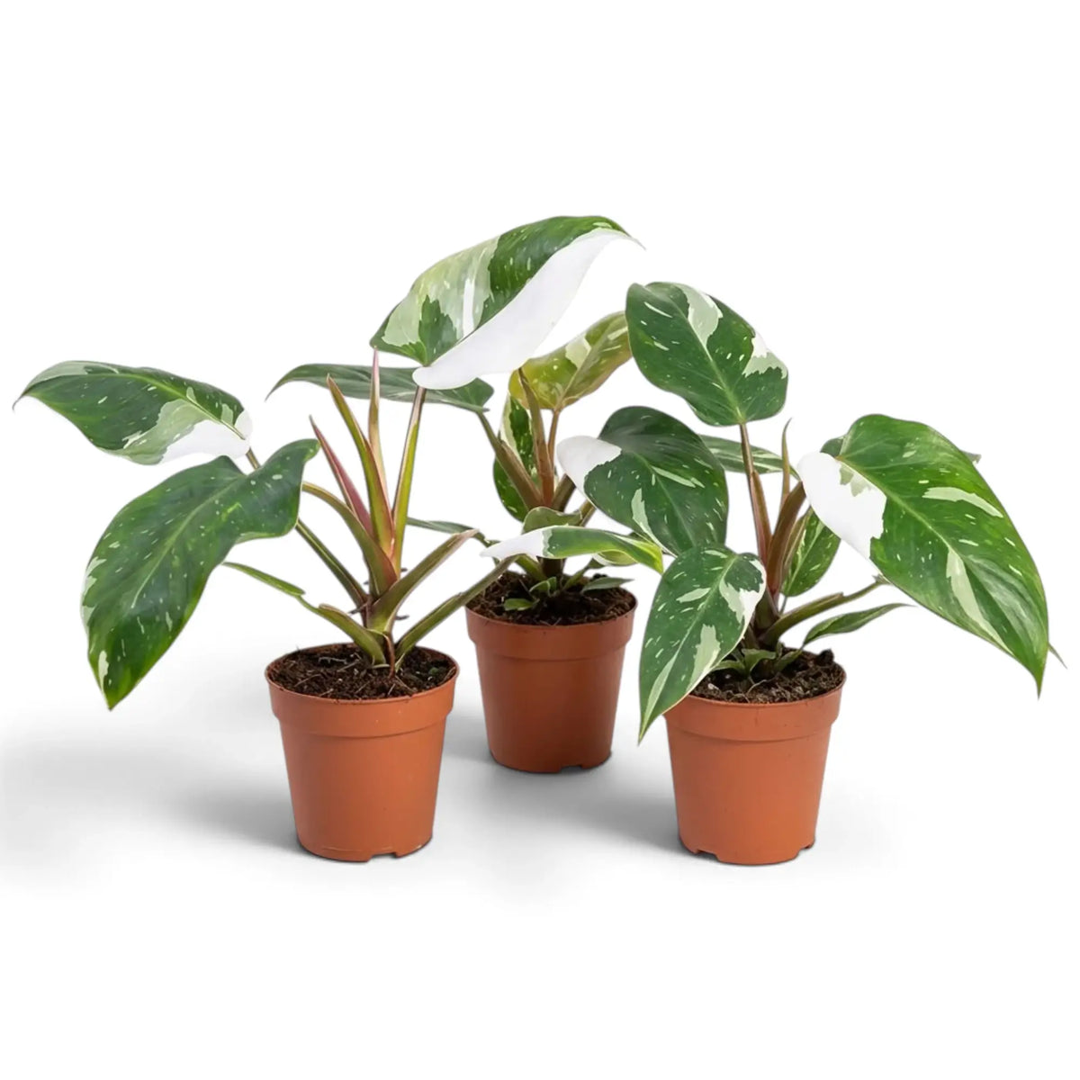 Drei Philodendron 'White Princess' in braunen Töpfen mit unterschiedlich großen weißen Blattzeichnungen