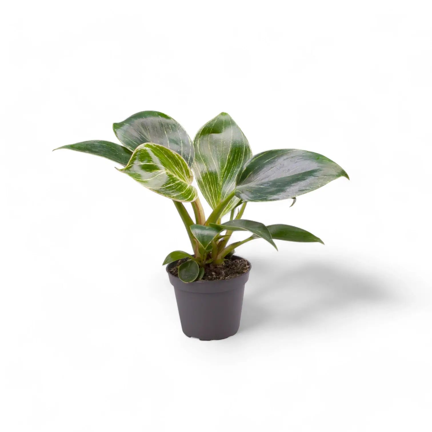 Philodendron 'Birkin' (auch 'White wave', 'White Measure') – Zimmerpflanze im Kulturtopf auf weißem Hintergrund, Produktfoto 5.