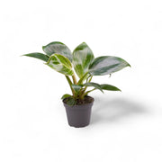 Philodendron 'Birkin' (auch 'White wave', 'White Measure') – Zimmerpflanze im Kulturtopf auf weißem Hintergrund, Produktfoto 5.