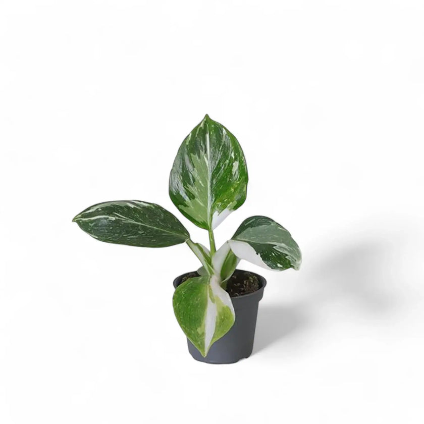 Philodendron 'White wizard' potted plant in nursery pot on white background.