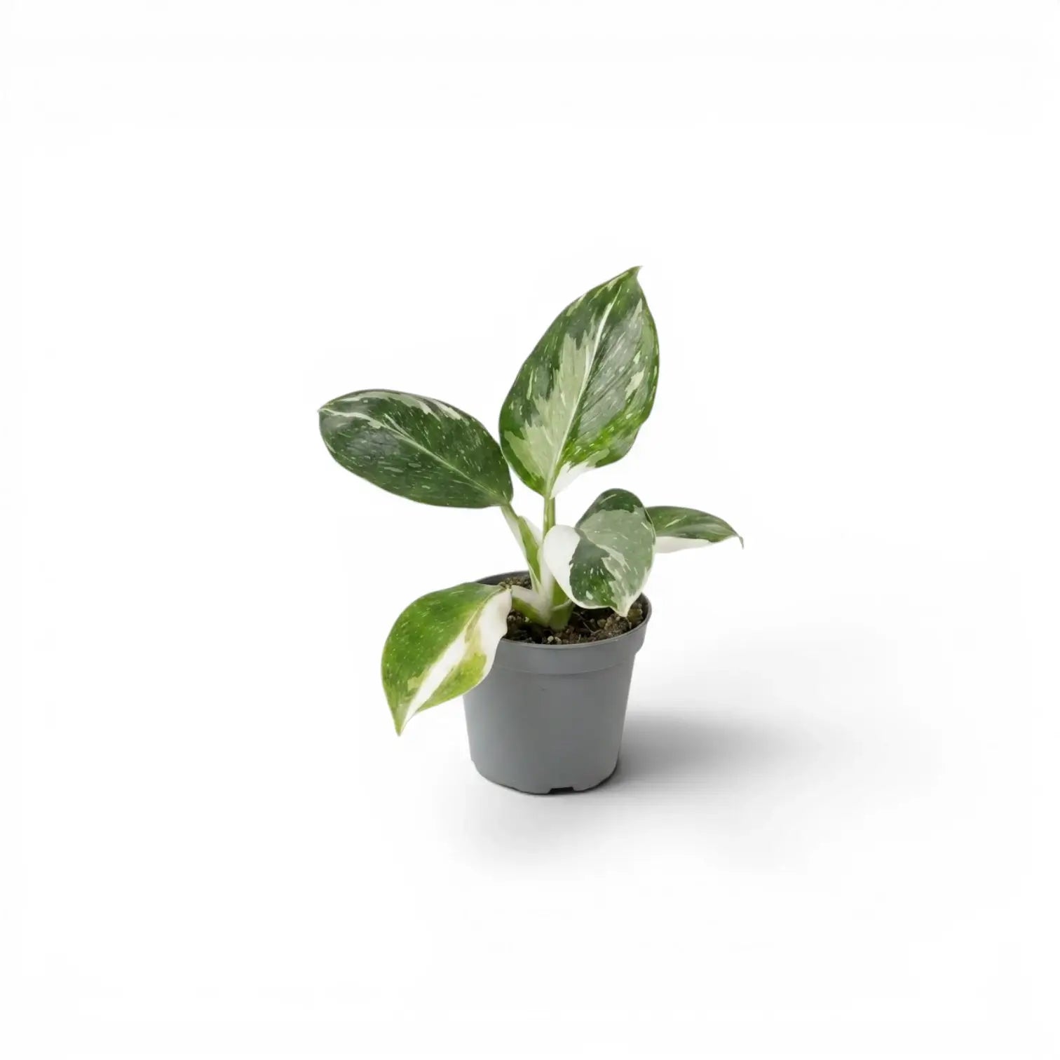 Philodendron 'White Wizard' als Baby-Pflanze im Kulturtopf.