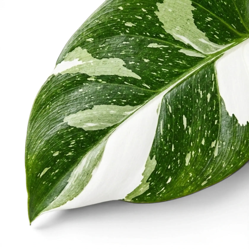 Close-up of Philodendron 'White Wizard' leaves.