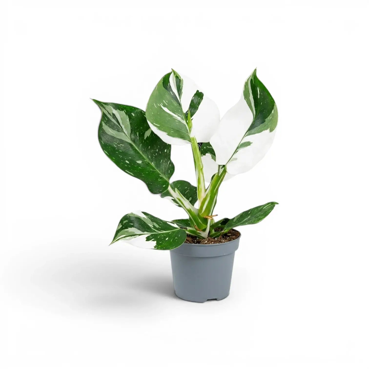 Philodendron 'White Wizard' im Kulturtopf.