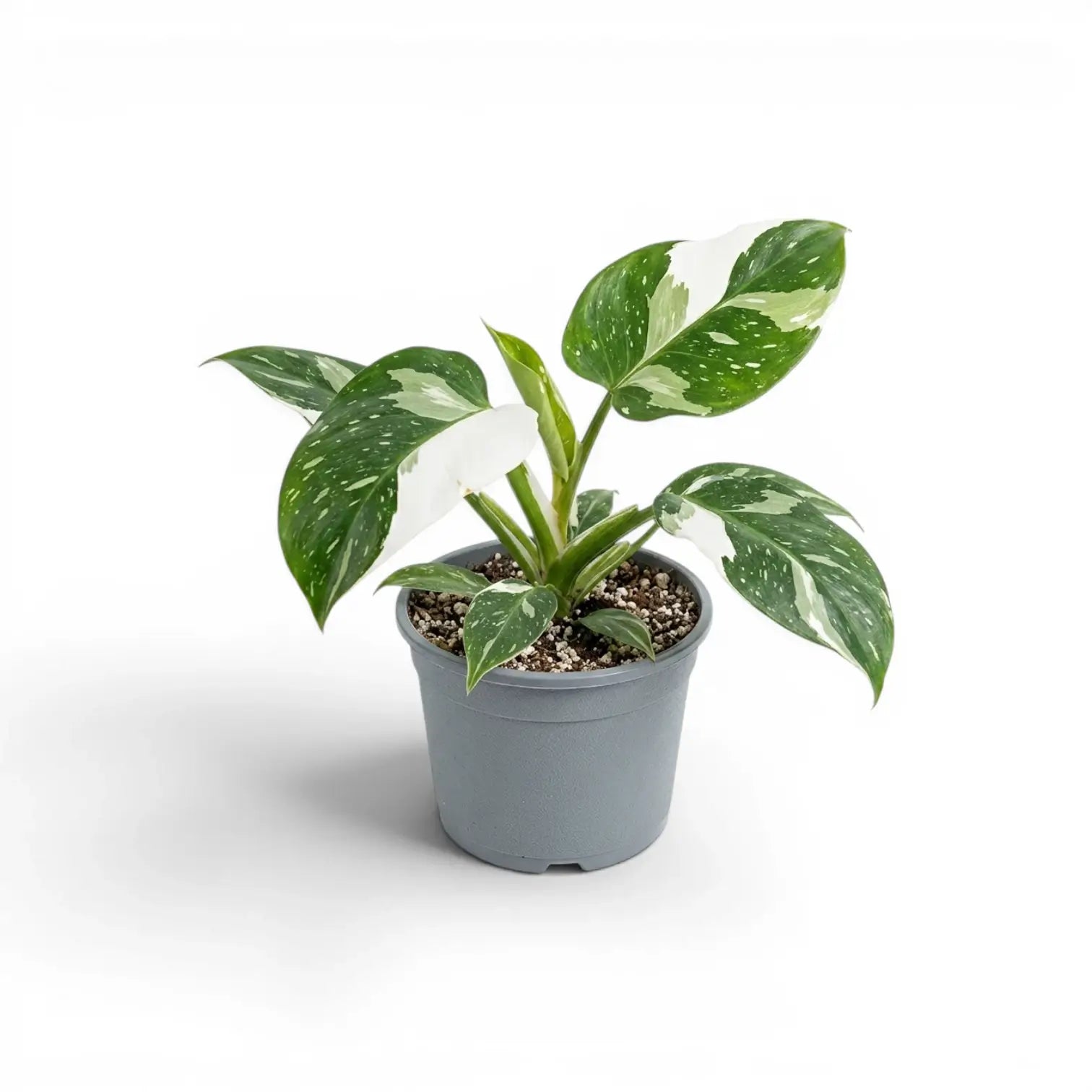 Philodendron 'White Wizard' im Kulturtopf.