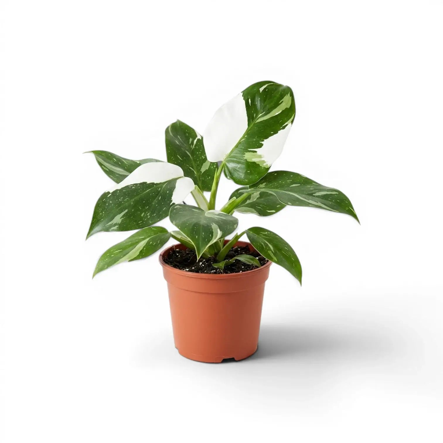 Philodendron 'White Wizard' im Kulturtopf.
