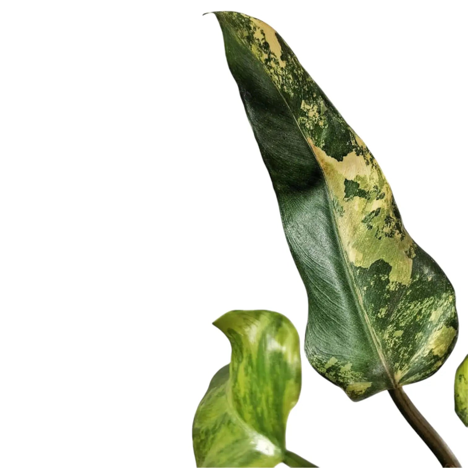 Philodendron x domesticum var. variegata ('Siam sunrise') leaf detail on white background.